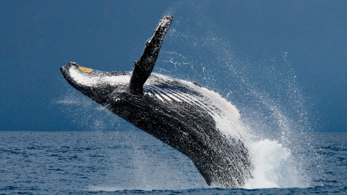 Avistamiento de ballenas fechas