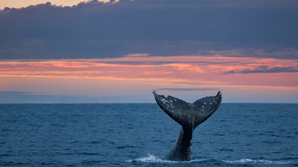 Avistamiento de Ballenas Jorobadas en el Pacífico Colombiano